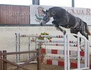 Berlin dei Folletti TosTour2013- S5 3020 : Arezzo, Arezzo Equestrian Centre, Berlin dei Folletti, Cavalli d'Italia, Toscana Tour 2013, foto di Stefano Secchi ©